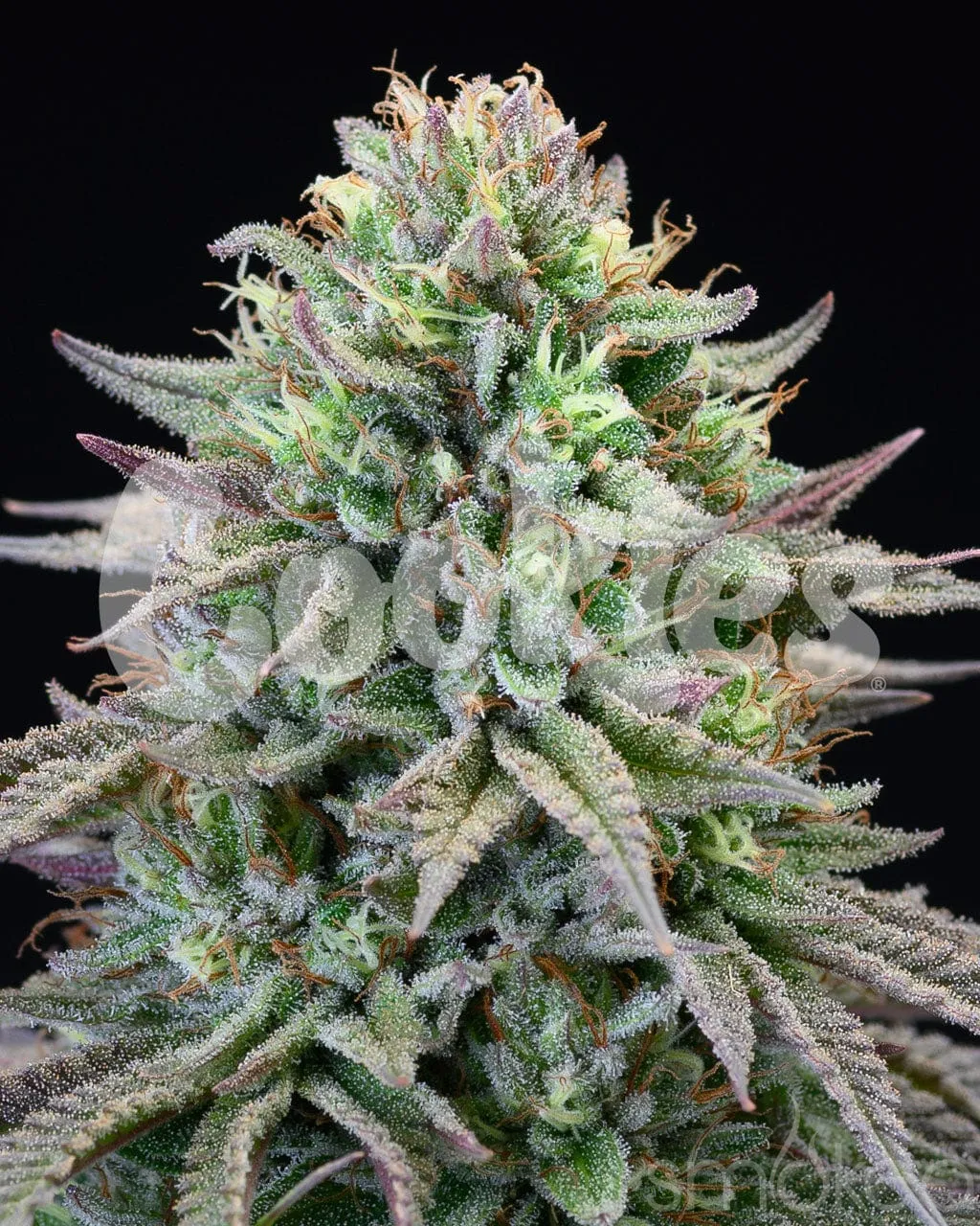 Cookies Cannabis Seeds - Cherry Cooks
