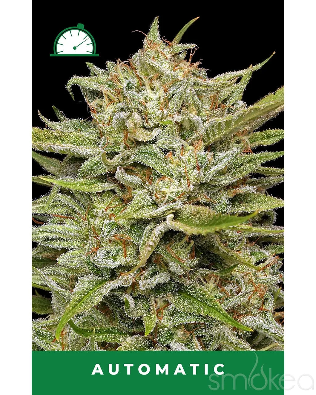 Humboldt Seed Co. Autoflower Cannabis Seeds - OG Kush